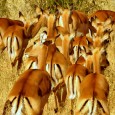 Impala on Mpala, 2012.jpg